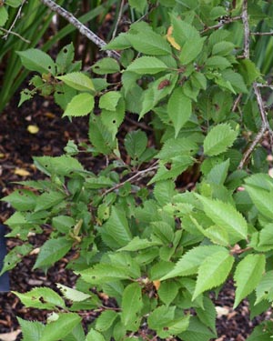 Fuji cherry