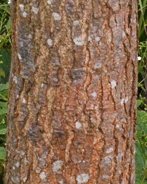 Pin oak
