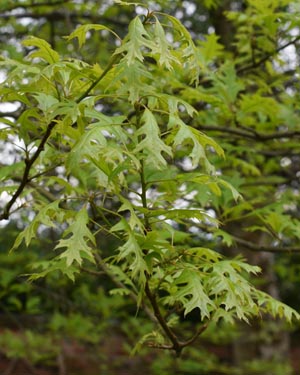 Pin oak