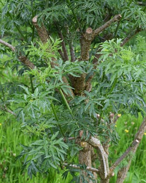 Cut-leaved elder