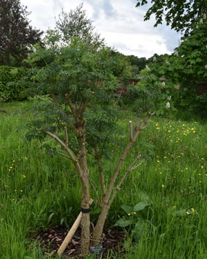 Sambucus nigra laciniata