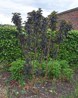 Sambucus nigra laciniata
