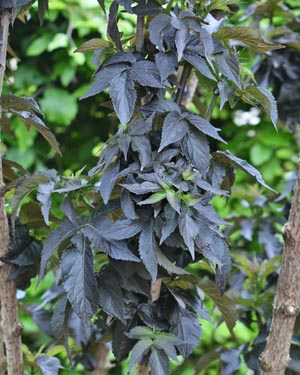Cut-leaved elder