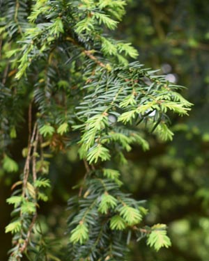 Taxus baccata