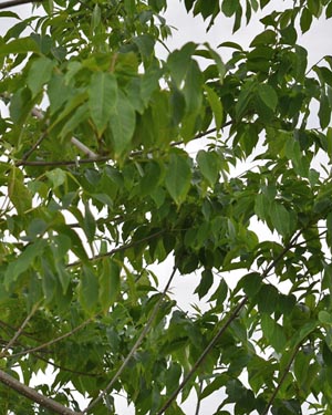 Bee bee tree