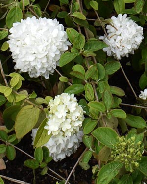 Chinese snowball viburnum