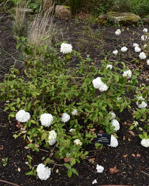 Viburnum macrocephalum