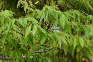 Zelkova serrata