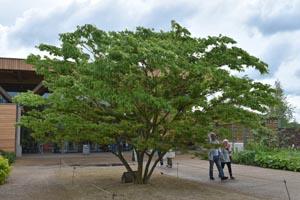 Zelkova serrata