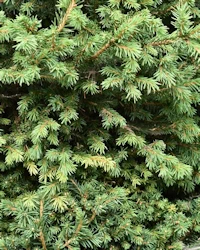 Abies balsamea Hudsonia