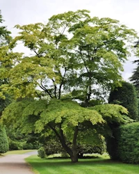 English oak