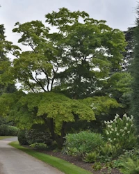 Acer palmatum