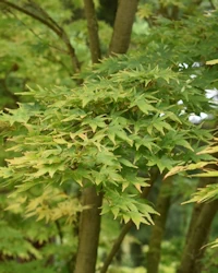 Acer palmatum osakazuki