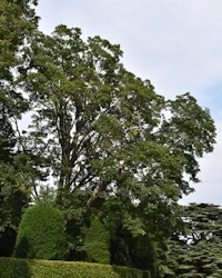 Acer pseudoplatanus
