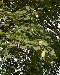 Acer pseudoplatanus