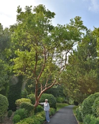 Arbutus andrachnoides