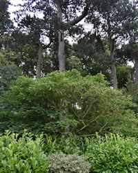 Broussonetia papyrifera