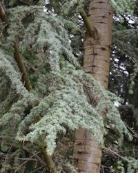 Cedrus atlantica glauca