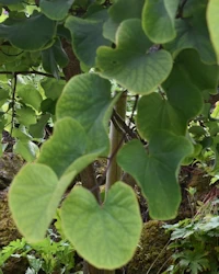 Cercis siliquastrum