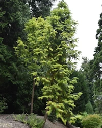 Cunninghamia lanceolata
