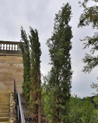 Cupressus sempervirens