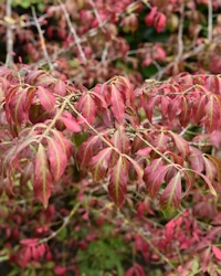Euonymous alatus