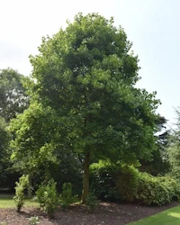 Liriodendron tulipifera