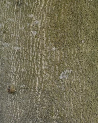 Liriodendron tulipifera