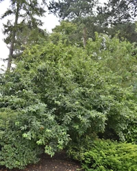 Mespilus germanica