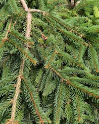 Picea abies inversa