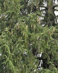 Picea abies