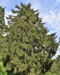 Picea breweriana