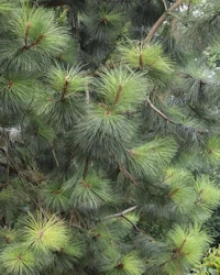 Pinus ponderosa