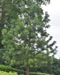 Pinus ponderosa