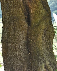 Prunus laurocerasus