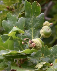 Quercus robur