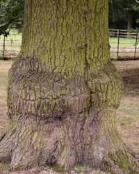 Quercus robur