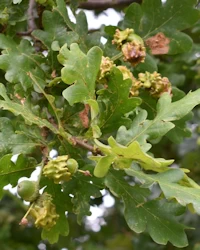 Knopper gall