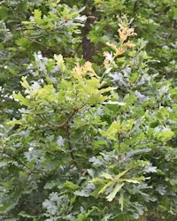 Quercus robur