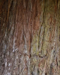 Sequoia sempervirens