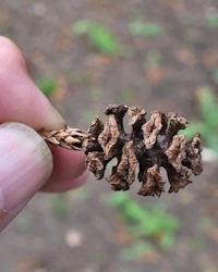 Sequoia sempervirens
