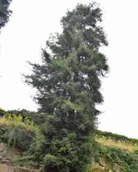 Sequoia sempervirens