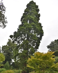 Sequoiadendron giganteum