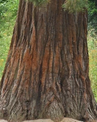 Sequoiadendron giganteum