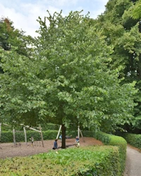 Tilia cordata