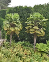 Trachycarpus fortunei