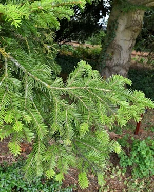 Abies aurea