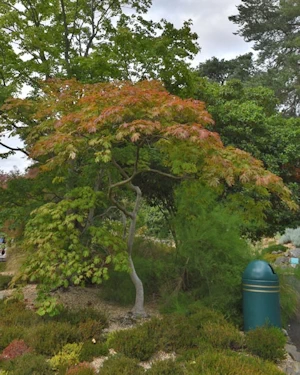 Acer palmatum