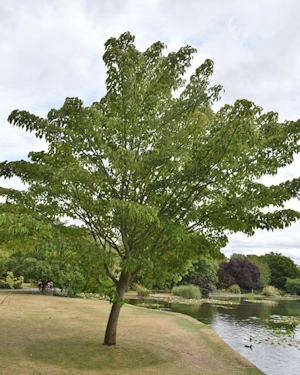 Acer davidii