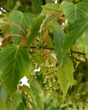 Acer davidii